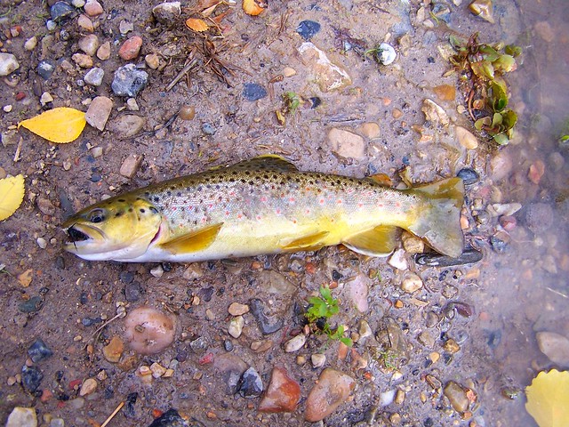 Native Trout Of North America