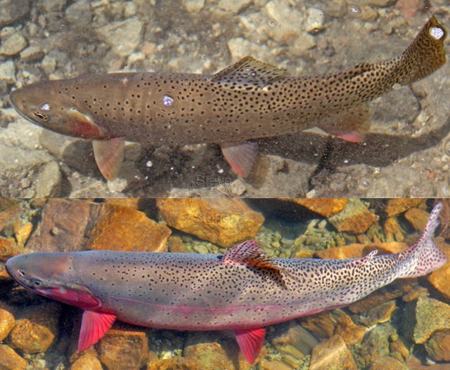 Native Trout Of North America