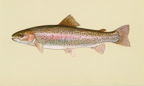 Native Trout Of North America