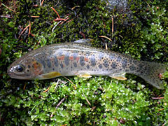 Native Trout Ri