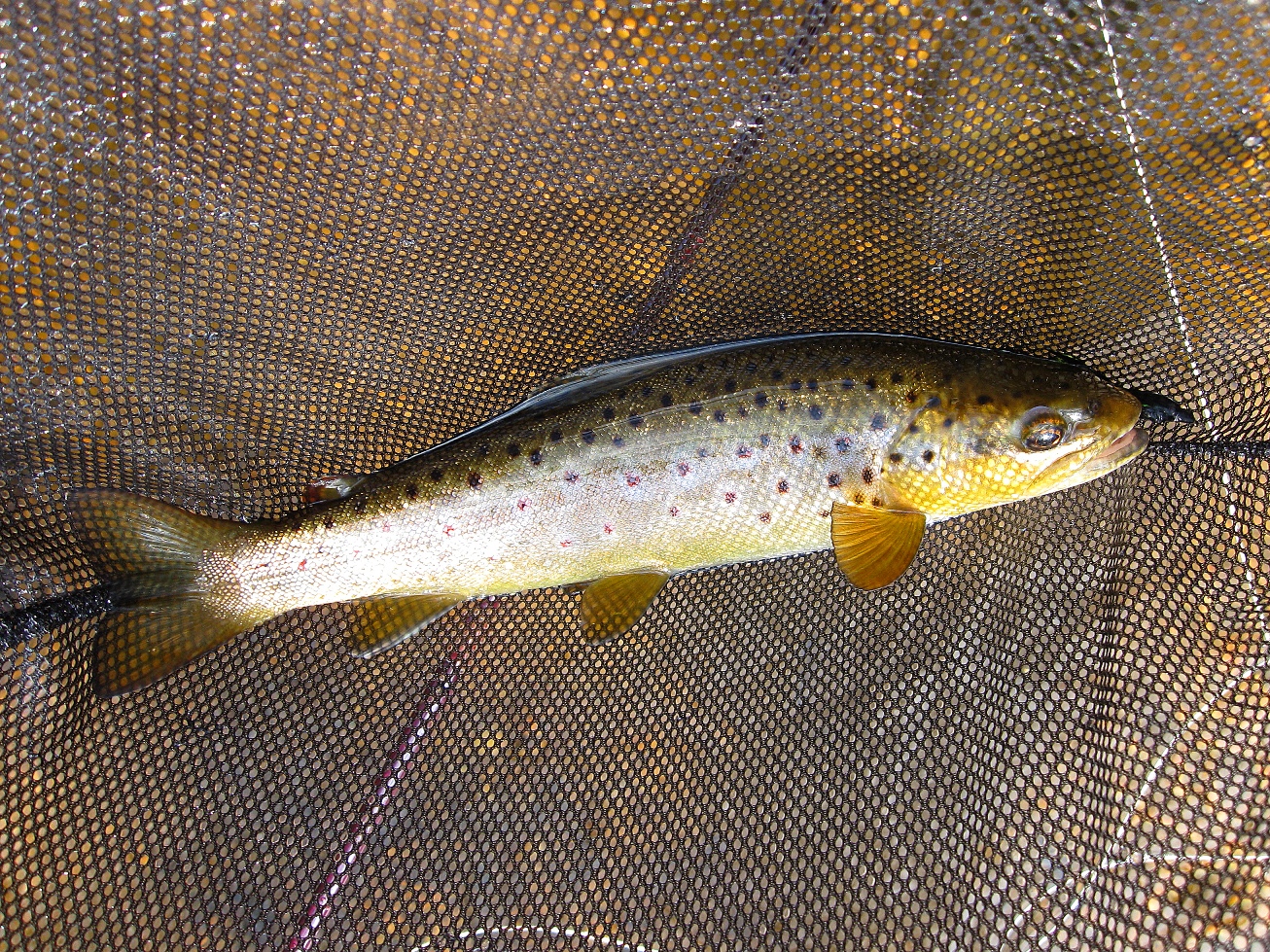 Native Trout Ri