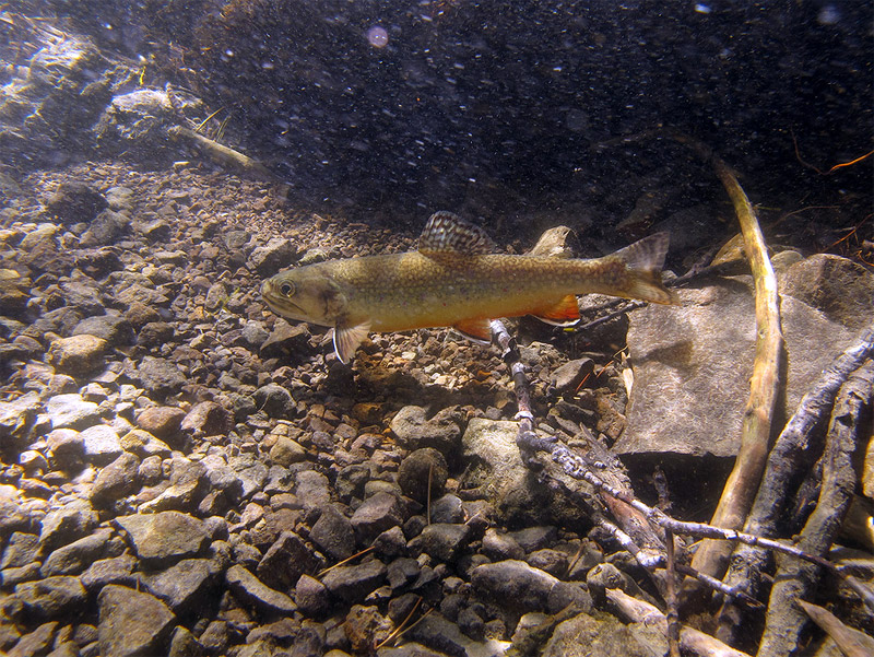 Native Trout Sierra Nevada