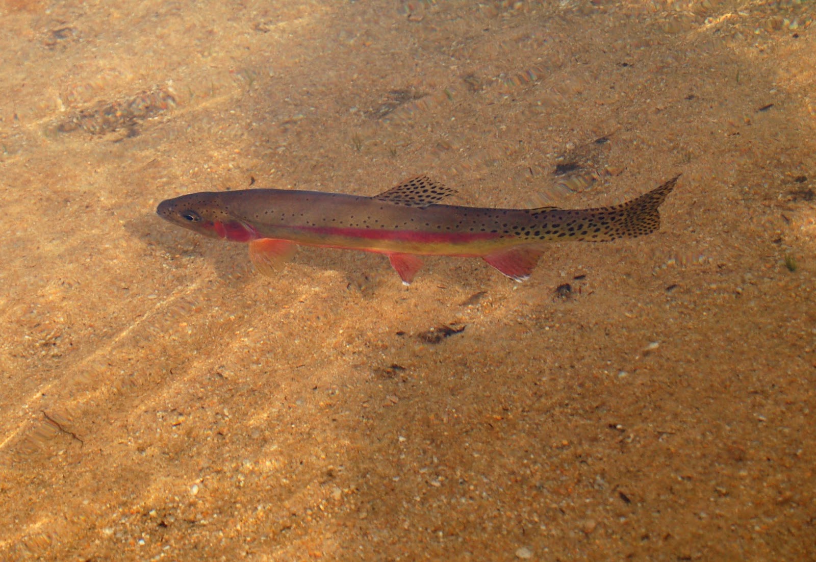 Native Trout Sierra Nevada