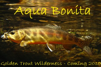 Native Trout Sierra Nevada