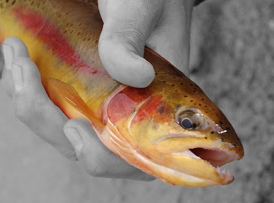 Native Trout Sierra Nevada