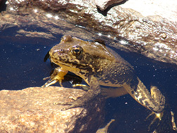 Native Trout Sierra Nevada