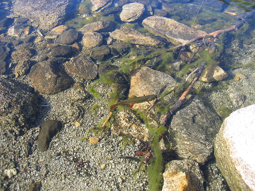 Native Trout Sierra Nevada