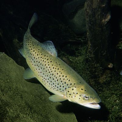 Native Trout Streams In Pa