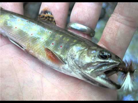 Native Trout Streams In Pa