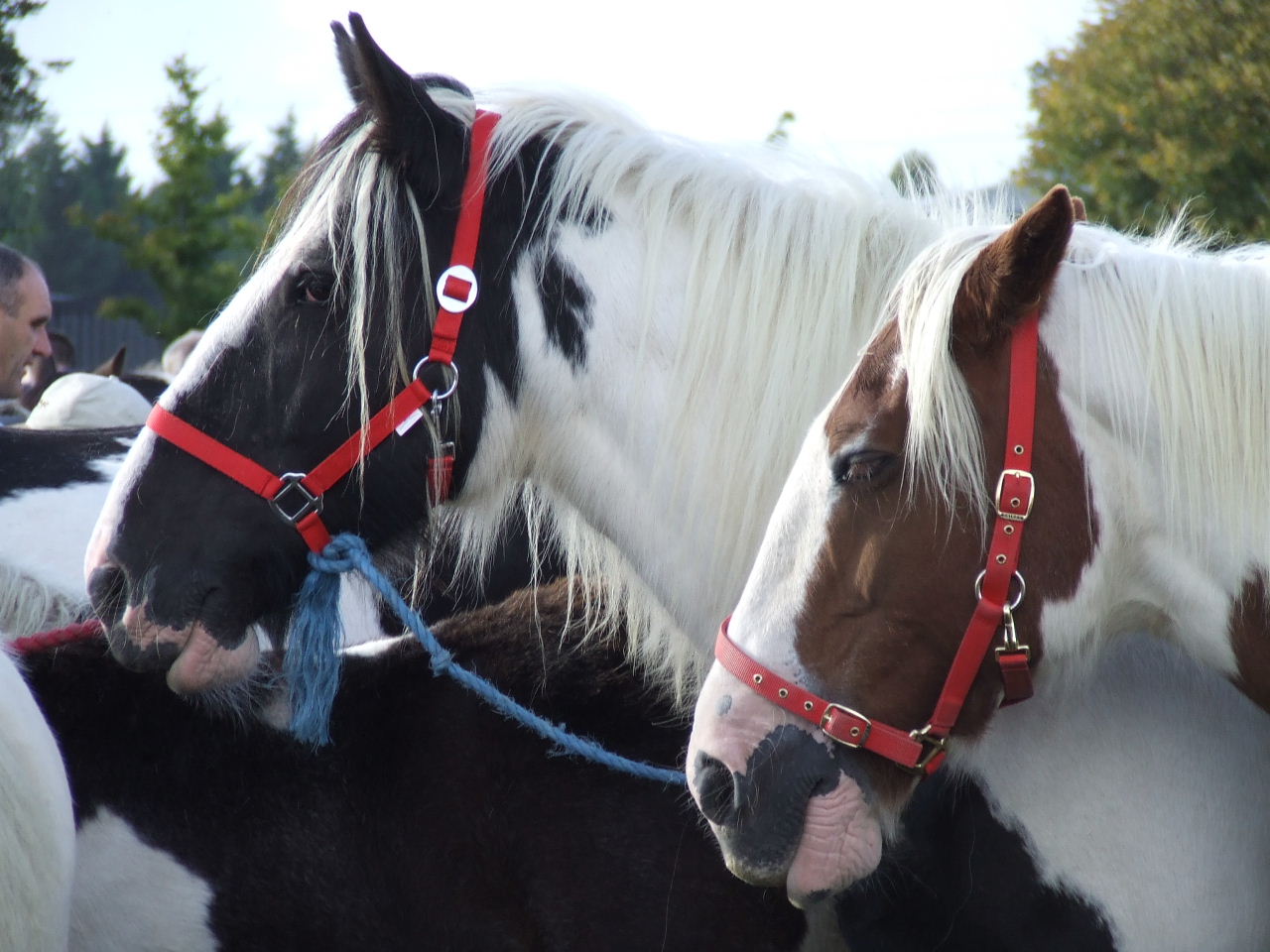 October Fair Ballinasloe 2012