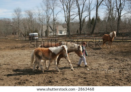 Walking Horse Logo